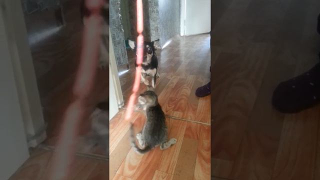 Ориентальный жадный кот смотреть онлайн
