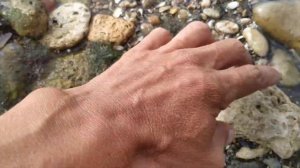 Черное море город Южный где копать морской червь нереис без лопаты