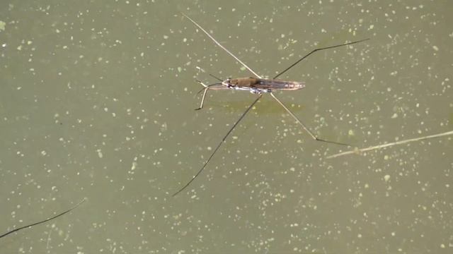 Насекомое,которое ходит по воде. смотреть онлайн