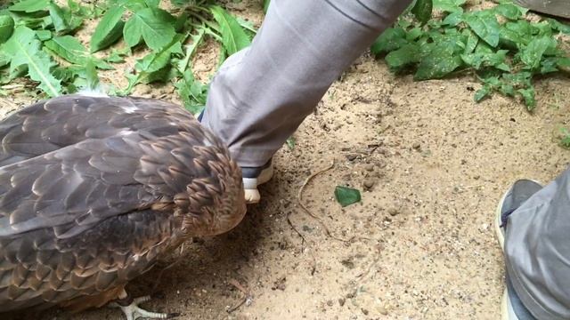 Филин Варя, канюк Гамлет, сова Басик и злой Коршун смотреть онлайн