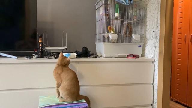 Будни Севы 2. Кот попугай. Кот и паркур, прыжок смотреть онлайн