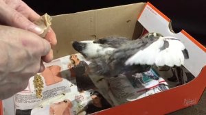 Подкидыш. Птенец голубя. Кормление.