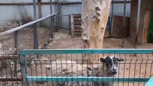 В Волжском живет раритетный Малыш смотреть онлайн
