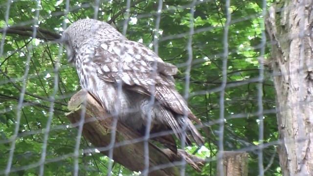 An owl in the Prague zoo смотреть онлайн