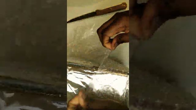 Maranta Silver Band💚