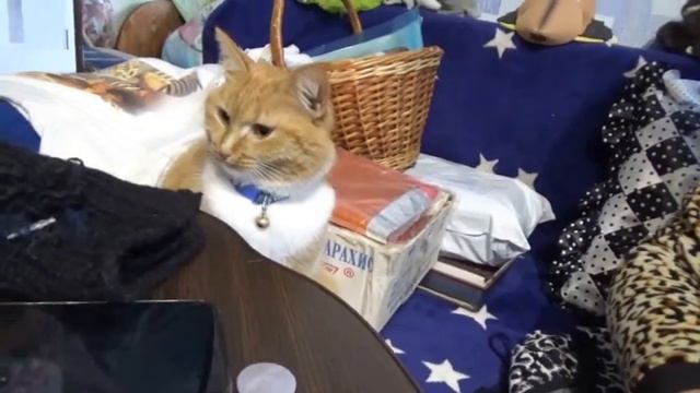 Декоративные. Вешалки и разные=)) смотреть онлайн