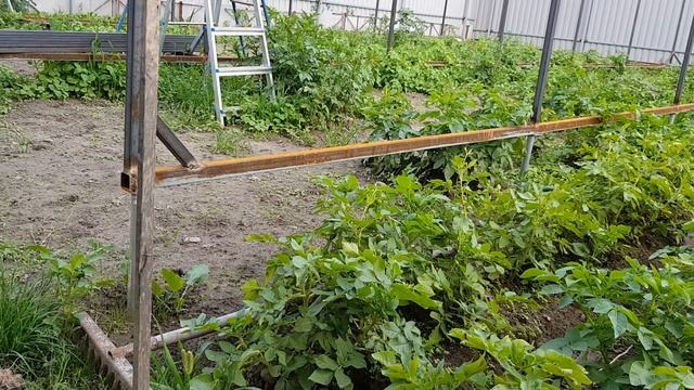 Пятна на листьях. Альтернариоз страшней кладика и фитофторы. И болеет все виды растений. смотреть онлайн