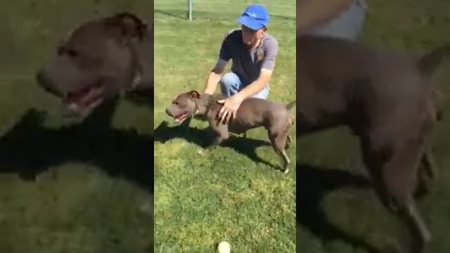 Cadet Blue смотреть онлайн