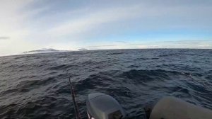 МОРСКАЯ РЫБАЛКА. ТРЕСКОВАЯ РЫБАЛКА В БАРЕНЦЕВОМ МОРЕ. "SEA FISHING. BARENTS SEA.