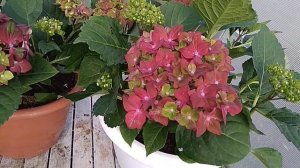 Гортензия ,,Леди Мата Хари"