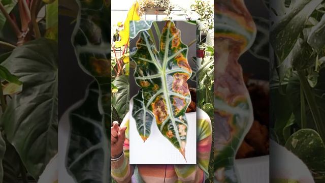 Why Your Alocasia Leaves Keep Falling Off смотреть онлайн