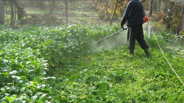 Горчица - не заменимая помощница на огороде. Сидераты смотреть онлайн
