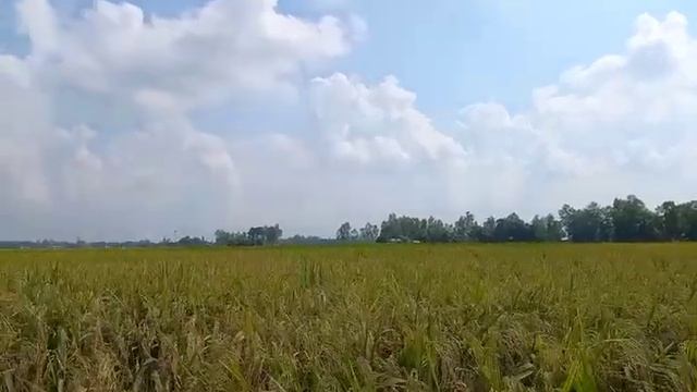 বিস্তীর্ণ ধানের ক্ষেতের মাঝে আমরা | beautiful nature #villagelife #dailyvlogs #lifestylevlogs смотреть онлайн