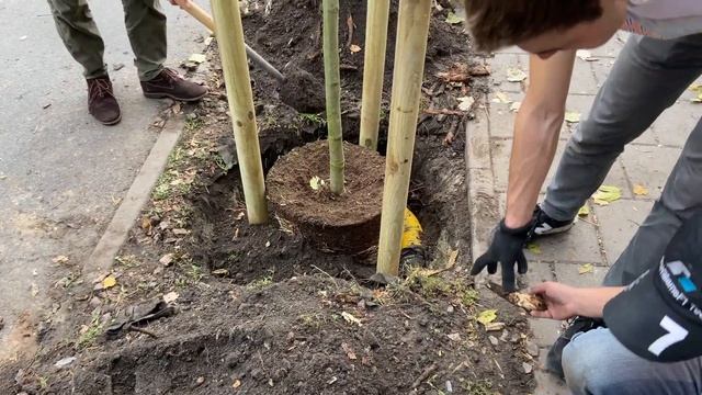 Замінюємо поламаний платан, озеленюємо ЖК Веселка та сквер на Кубійовича смотреть онлайн