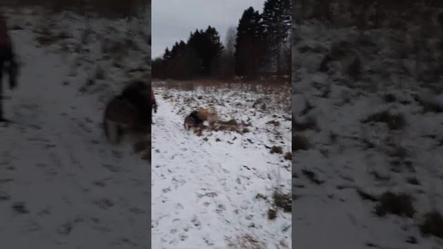 американская акита.Хартюша и Альфуша( обнимашки и целовашки) смотреть онлайн