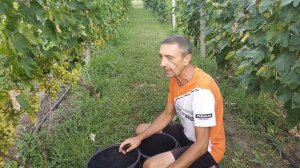 Виноград Красавчик 2023