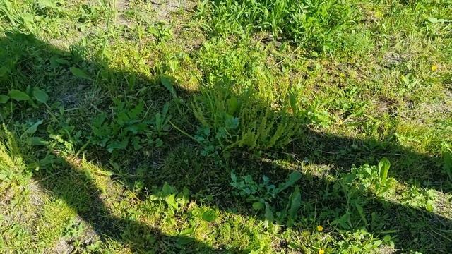 Как на лето избавиться от сорняка / Мёртвая земля / Как удалить траву с участка?! смотреть онлайн