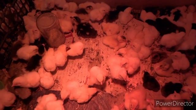 Муларды разведение - Мой эксперимент с мулардами смотреть онлайн