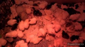 Муларды разведение - Мой эксперимент с мулардами