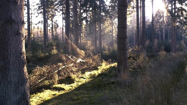 Медитация Дерево, Улучшающая Настроение. ОШО. Медитация, наполняющая радостью и умиротворением. смотреть онлайн