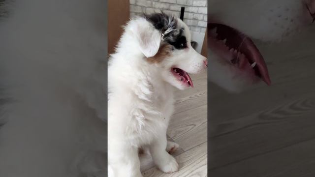 мраморный щенок австралийской овчарки ( 2 мес) смотреть онлайн