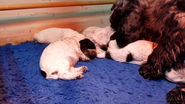 Camada "W" de Chocoblue - Cocker Spaniel Inglés - Grab. 01.03.2018 смотреть онлайн