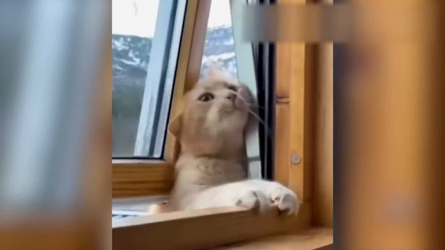 ПРИКОЛЫ С КОТАМИ! СМЕШНЫЕ КОТЫ с озвучкой! Самые СМЕШНЫЕ ЖИВОТНЫЕ! смотреть онлайн