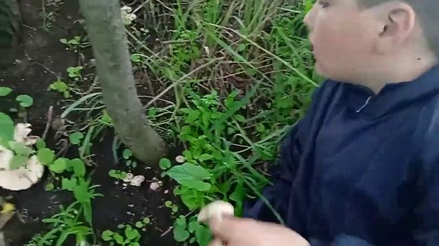 Рядовка садовая