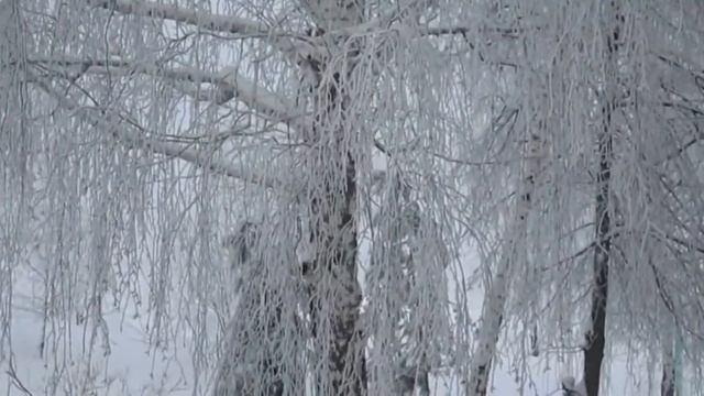 Белые берёзы белые зимой смотреть онлайн