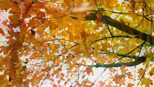 Peaceful Morning Music | Falling Autumn Leaves смотреть онлайн