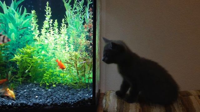 Котенок и рыбы смотреть онлайн