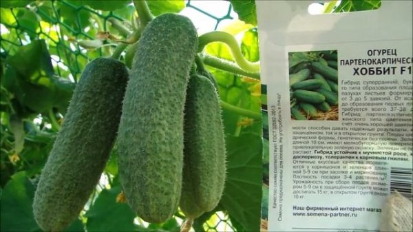 Крутой Хоббит!