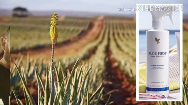 فوريفر ألوي فورست Forever aloe first смотреть онлайн