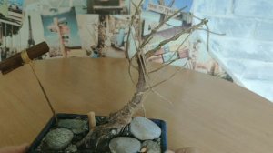 Формирование кроны и размера листьев у бонсая.Фикус Микрокарпа. Часть 2.