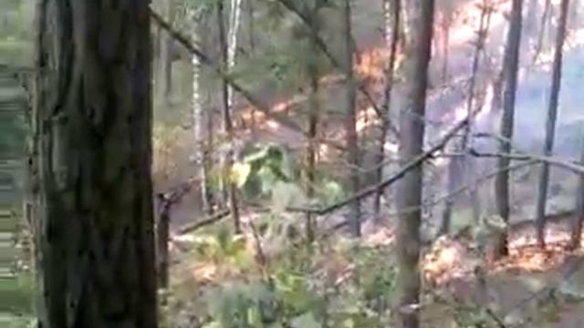 Пожар в Самарской луке