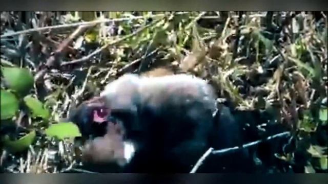 Крыса против ласки. Rat vs weasel. Крыса в деле смотреть онлайн