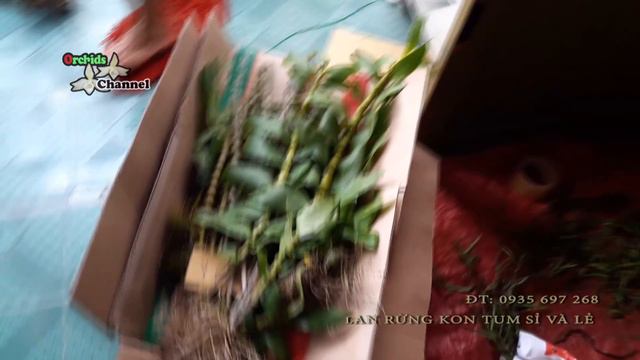 Hàng đẹp giá rẻ Phong Lan trúc mành - trúc phật bà rừng kon tum | orchid market смотреть онлайн