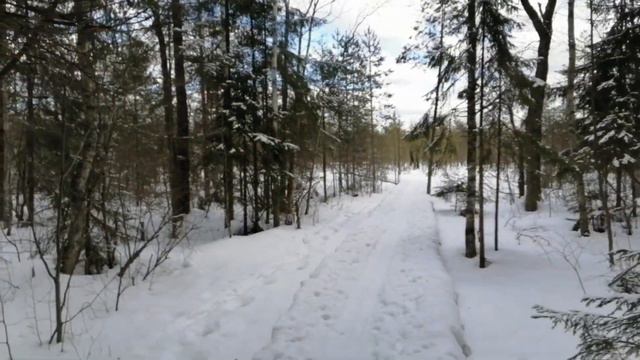Экотропа у Кавголовского озера. 5.03.2021. смотреть онлайн
