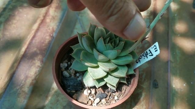 Suculentas en Floración 12 смотреть онлайн