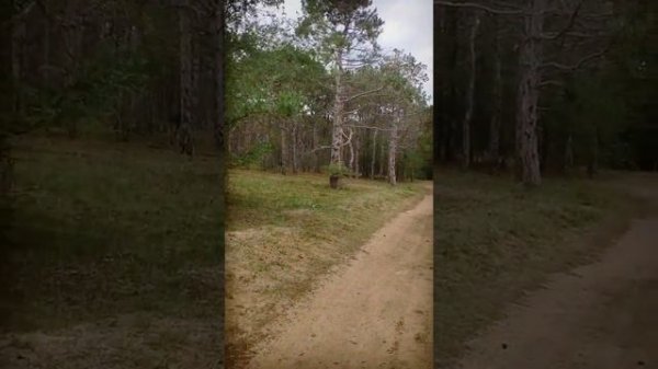 Песочное, Крым.