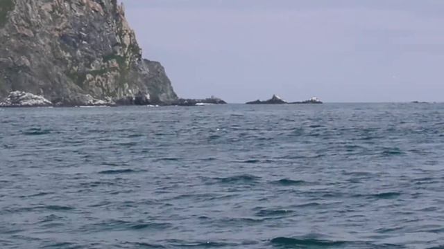 Камчатка. Кит пускает фонтаны.