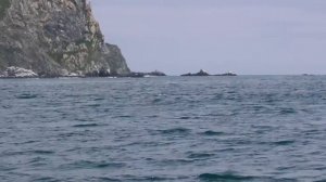 Камчатка. Кит пускает фонтаны.
