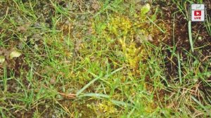 Мох на газоне. Причины появления и меры борьбы.