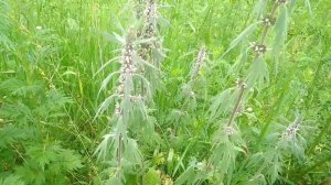 Пустырник. Применение и доза.