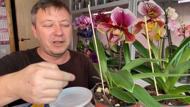 НОВЫЕ ОРХИДЕИ ПОЛИВ БАШМАКОВ тонкости и СЕКРЕТЫ полива орхидеи ПАФИОПЕДИЛУМ смотреть онлайн