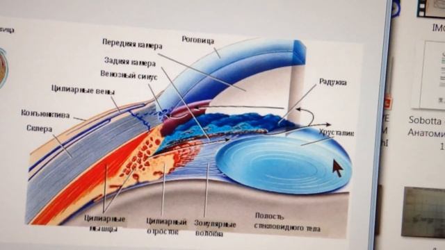 Внутреннее ядро глаза: камеры, хрусталик, стекловидное тело. смотреть онлайн