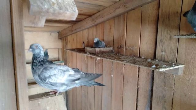 Димкино хозяйство. Голуби 33. Свердловские. смотреть онлайн