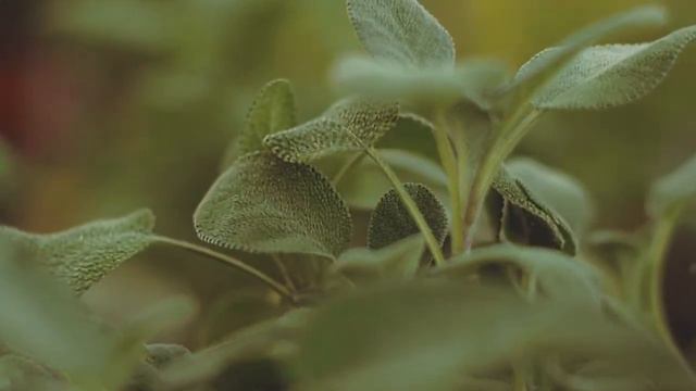 Peaceful meditation music for sleep, stress relief music therapy, УЛЬТРА РАССЛАБЛЯЮЩАЯ 4K 2022 смотреть онлайн