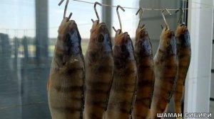 ОКУНЬ ВЯЛЕНЫЙ! РЕЦЕПТ ПРИГОТОВЛЕНИЯ! ДЕГУСТАЦИЯ!