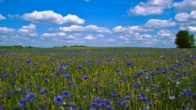 Васильковое платье. Виктор Королев. смотреть онлайн